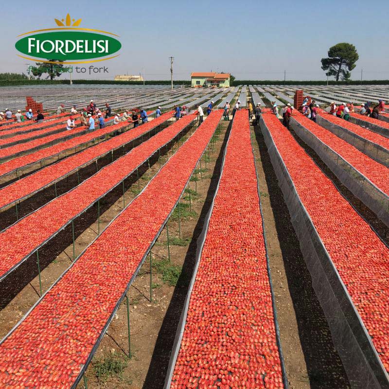 Drying tomatoes in Italy