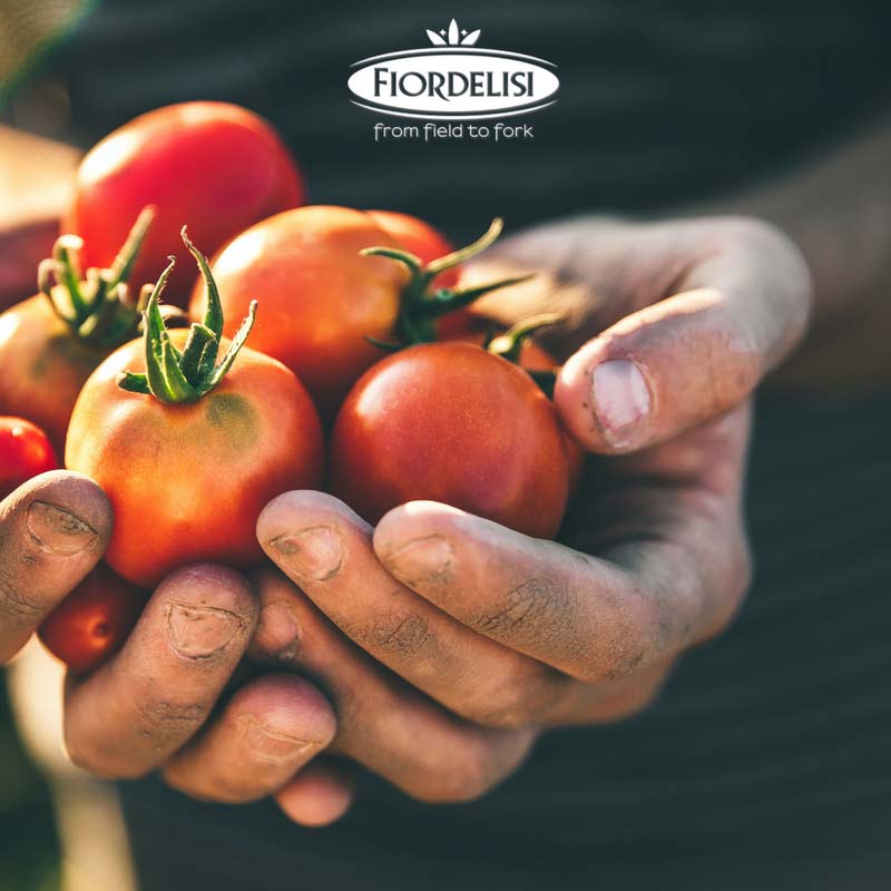 Harvest tomatoes in Italy